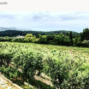 Dans Les Vignes De Cassis